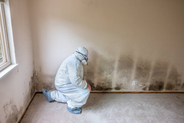 Best Black Mold Removal  in Weber City, VA